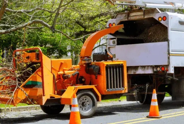 tree removal broward
