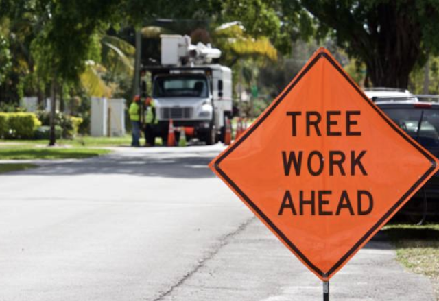 tree removal Margate fl