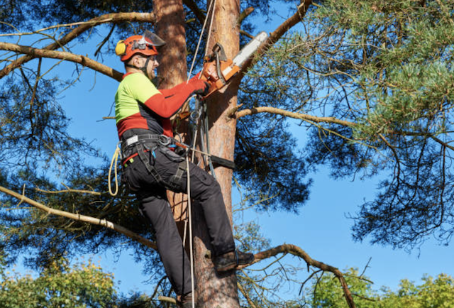 tree pruning broward