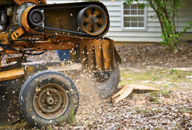 stump grinding broward fl