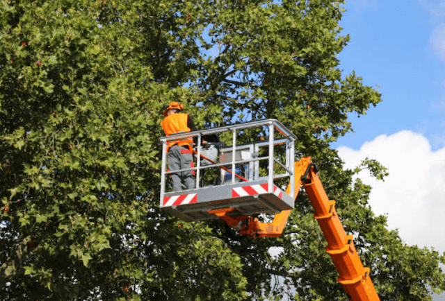 tree trimming Margate fl