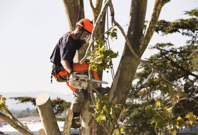 tree removal broward
