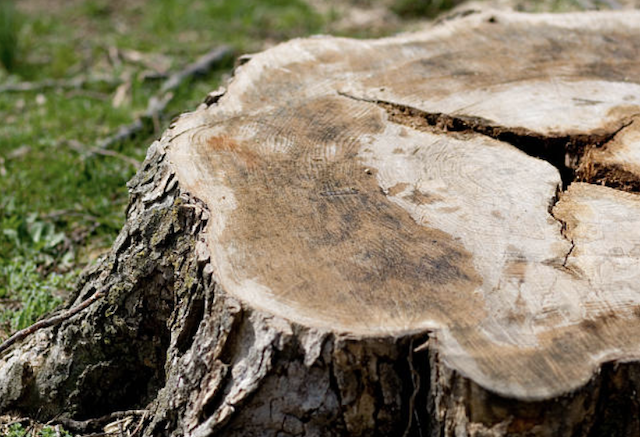 stump grinding Margate fl