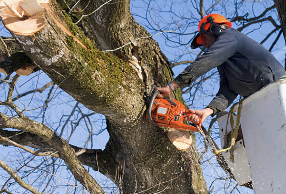 tree trimming broward fl